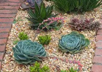 নুড়ি মধ্যে succulents