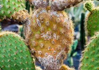 Mealy ሳንካዎች cacti ላይ ጉዳት