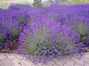 lavender dengan jarak yang baik