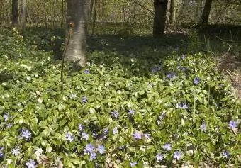 tankus žemės dangalas