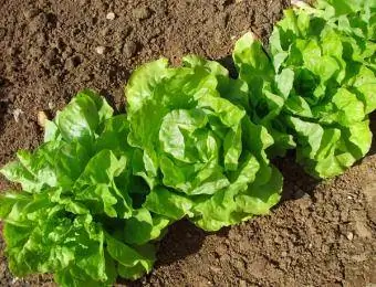 nafasi inayofaa ya lettuce