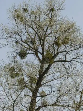 parasitic mistletoe