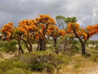 Australische kerstboom