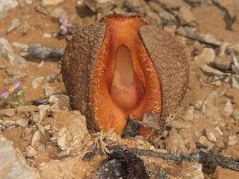 Hydnora africaine