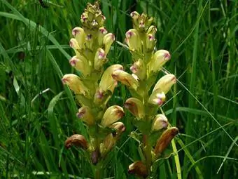 Broomrape