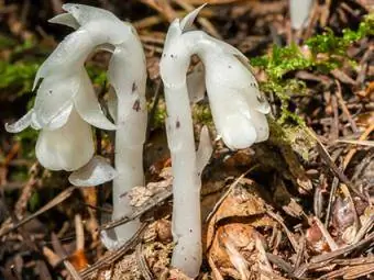 Indian Pipe