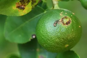 Citrus Canker