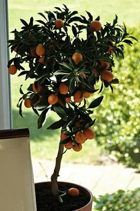 Dværg citrus træ