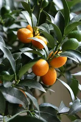 Utunzaji wa Miti ya Citrus