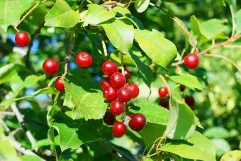 ჩიტის ალუბლის ხე მწიფე წითელი ხილი