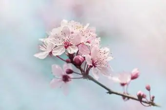 გაზაფხულის ულამაზესი შავი ალუბლის ქლიავის ვარდისფერი ყვავილი
