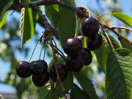 fructe de cireș bing