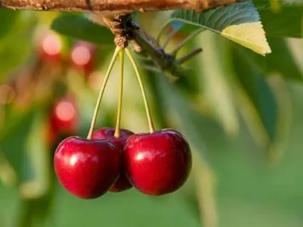 Royal Lee Cherries