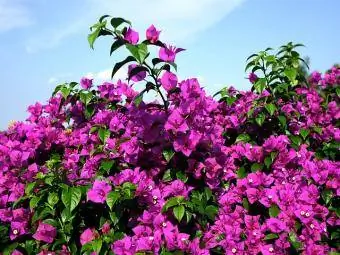 Paj liab bougainvillea