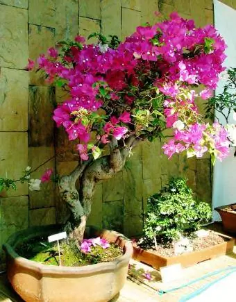 bougainvillea în ghiveci