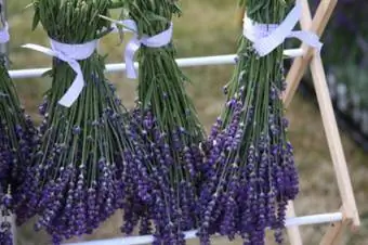 Mengeringkan Lavender