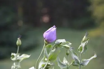 Bunga Eustoma