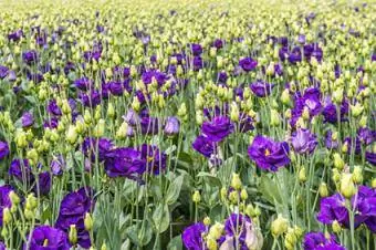 ljubičasti lisianthus