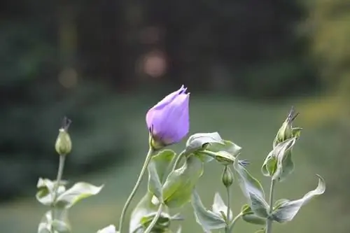 Wie man schöne Lisianthus-Blumen für die Landschaftsgest altung züchtet