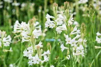 Hvid tuberose blomsterhave