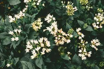 Mga puting tuberose na bulaklak sa masa na may mga dahon