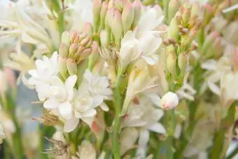 Double Pearl Tuberose