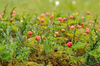 Rode bergbraambessen groeien in het mos