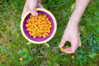 Vrouwelijke hand die bergbraambessen verzamelt in een kom