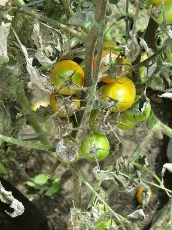 pokvareni paradajz
