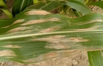 Corn Leaf Blight