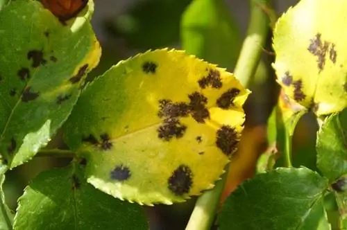 Comment identifier les maladies du jardin et les traitements recommandés