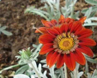 hõbelehtedega gazania