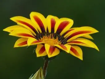 gazania w paski