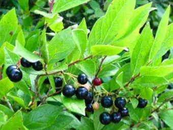 Fekete huckleberry