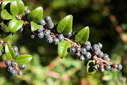 Leitfaden zum Wachstum und zur Pflege von Huckleberry Bush