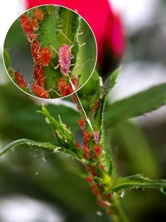 aphids մոտիկից