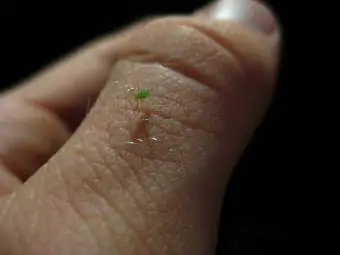 aphid di tangan