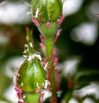 Rose buds nrog aphids