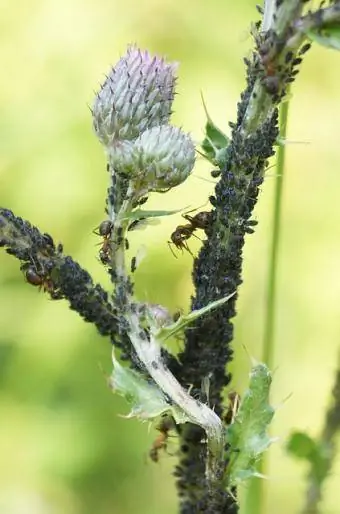 thistle dengan kutu daun