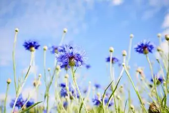 სიმინდის ყვავილების მინდვრის დაბალი კუთხის ხედი ცისფერი ცის ფონზე ზაფხულში