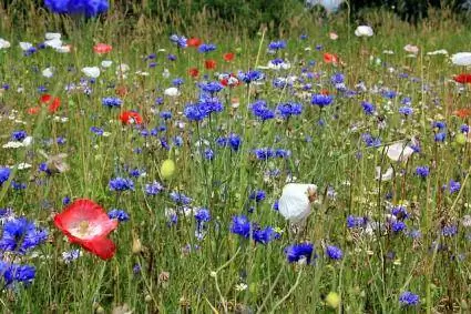 prado de flores silvestres