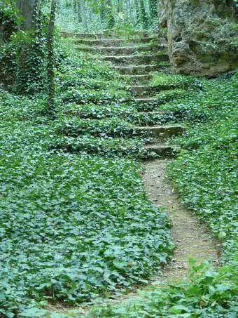 ivy groundcover
