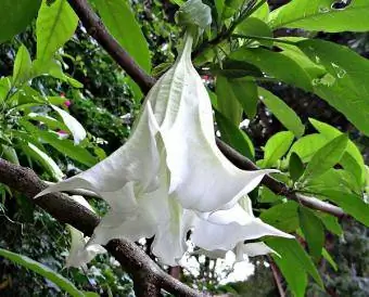 datura putih