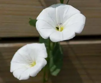 hvide blomster