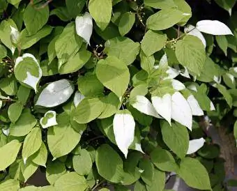 frunze albe