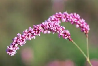 Baciami oltre il cancello del giardino