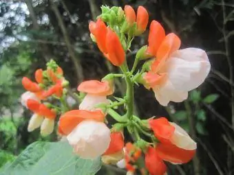 flores de feijão corredor