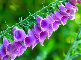 digitalis