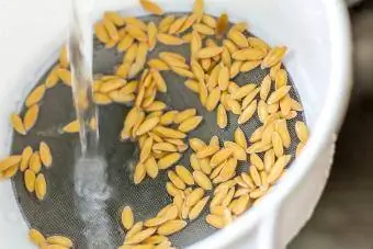 processo de limpeza de sementes de melão