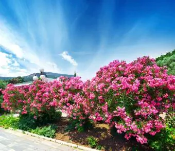 Oleander am Straßenrand